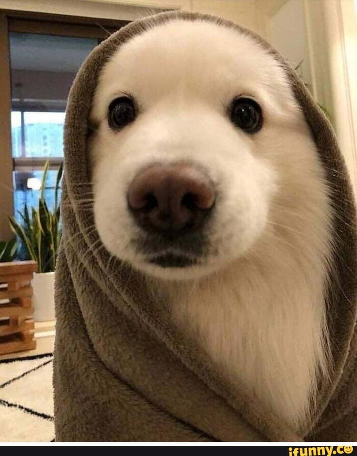 dog, aww, animals, awesome, wholesome