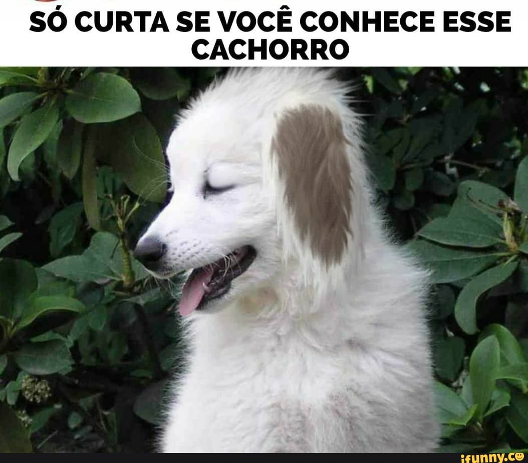 SÓ CURTA SE VOCÊ CONHECE ESSE
CACHORRO
