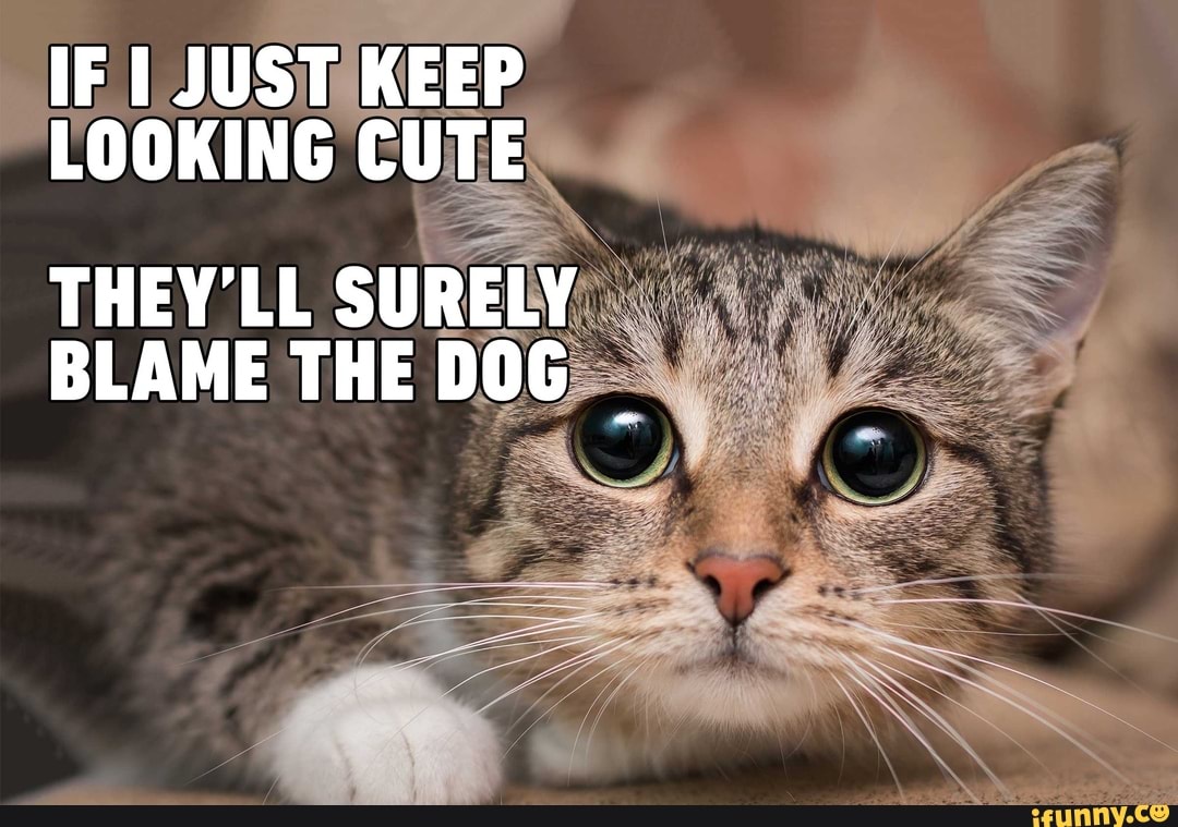 Happy caturday! Here is a cat meme got you guys! IF I JUST KEEP