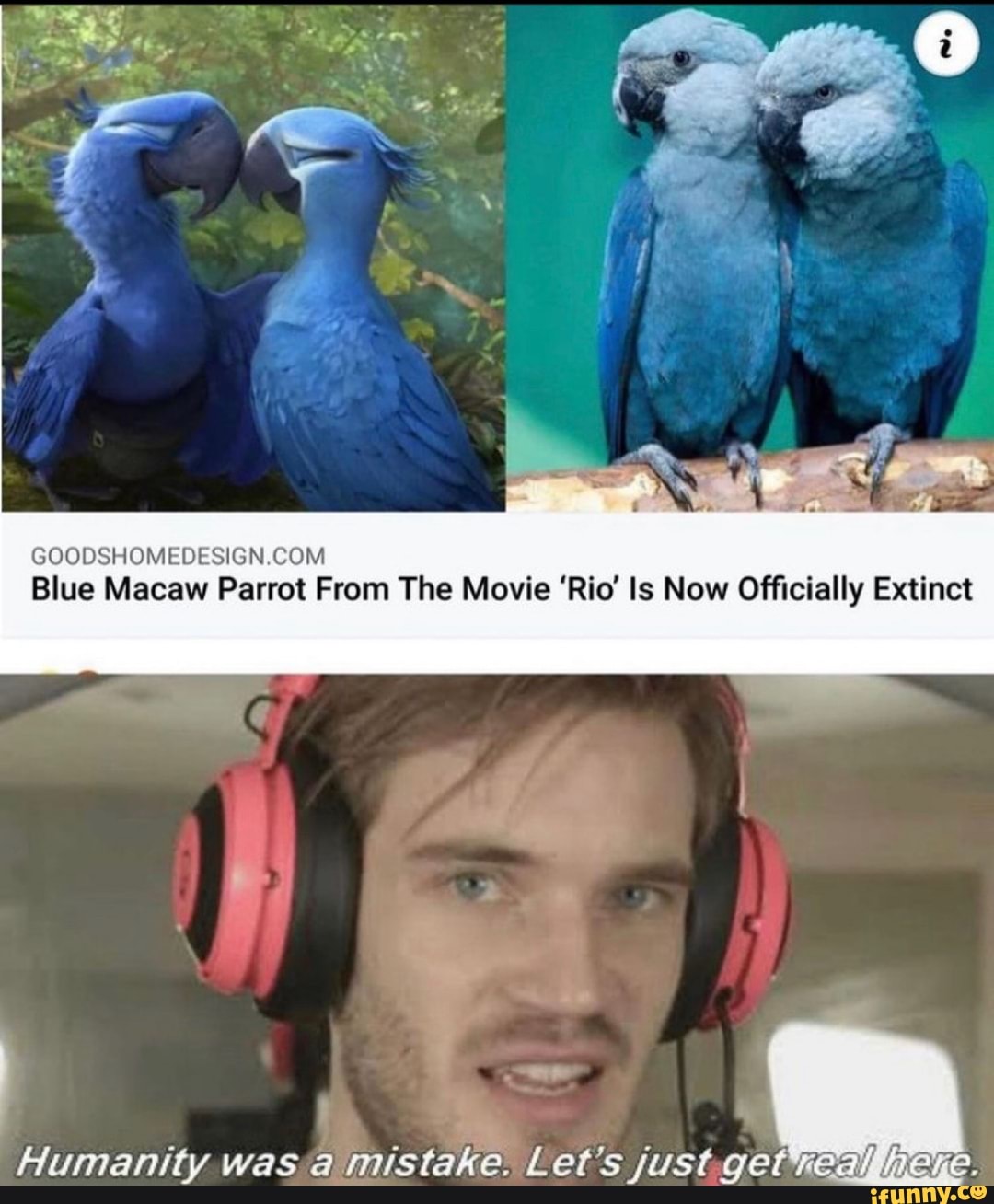 GOODSHOME DESIGN COM Blue Macaw Parrot From The Movie Rio Is Now 