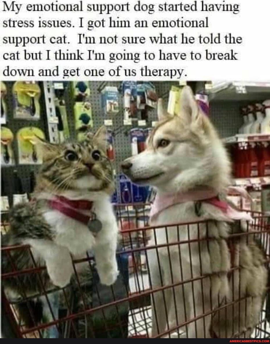 My emotional support dog started having stress issues. I got him an emotional support cat. I'm not sure what he told the cat but I think I'm going to have to break down and get one of us therapy.