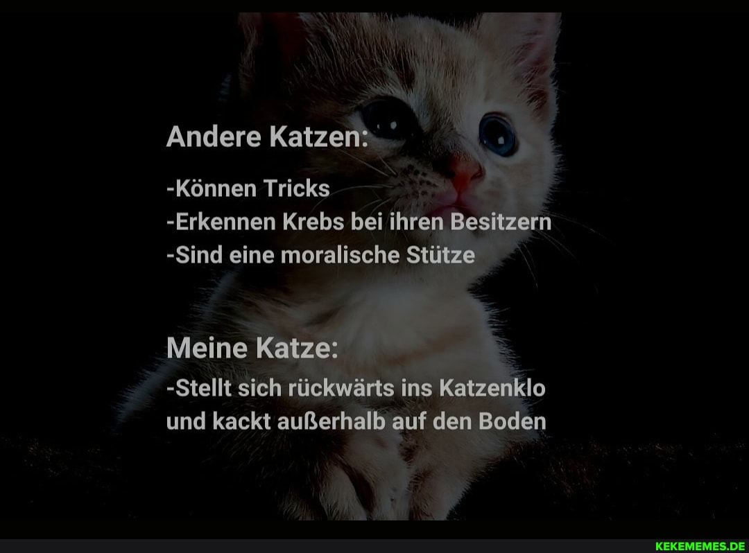 Andere Katzen:
-Können Tricks
-Erkennen Krebs bei ihren Besitzern
-Sind eine moralische Stütze
Meine Katze:
-Stellt sich rückwärts ins Katzenklo und kackt außerhalb auf den Boden