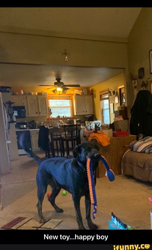 New toy... happy boy - New toy...happy boy