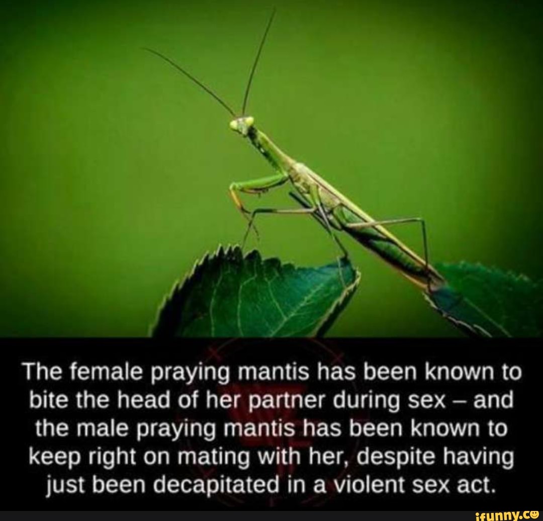 Do little Mantis bite Human