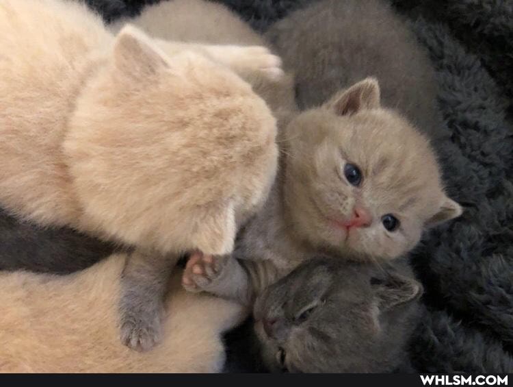 cat, love, caturday