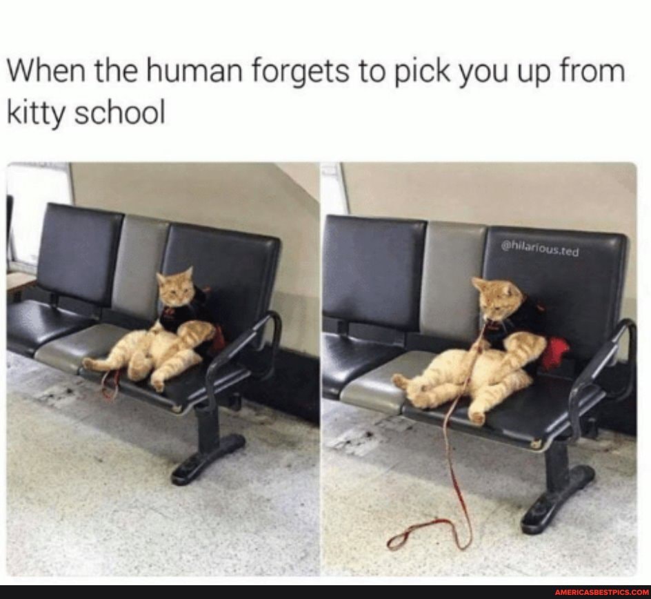 When the human forgets to pick you up from kitty school