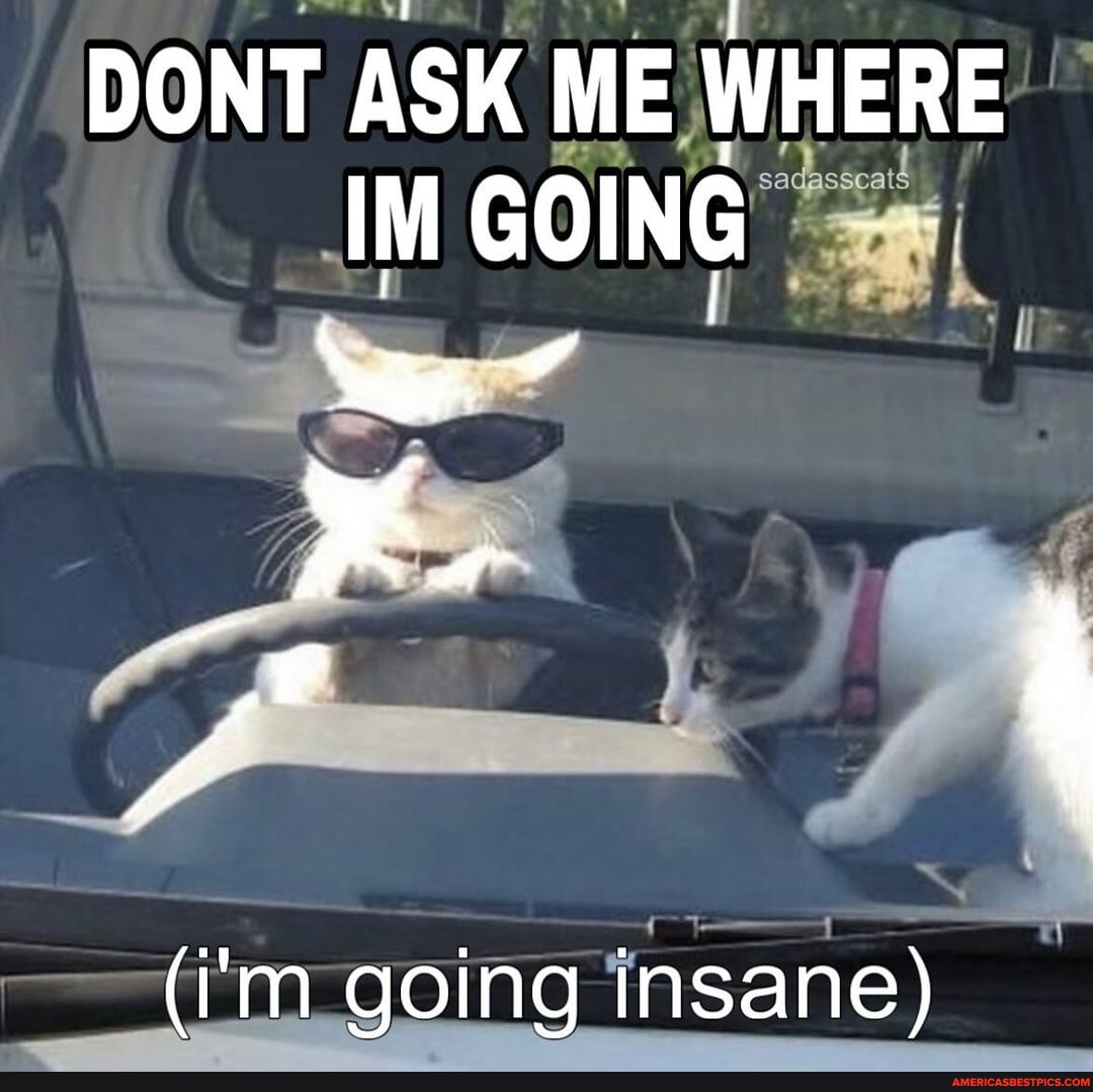 BRB - - - #meme #memes #cat #cats #catmeme #catmemes #sadcat #sadcats # ...