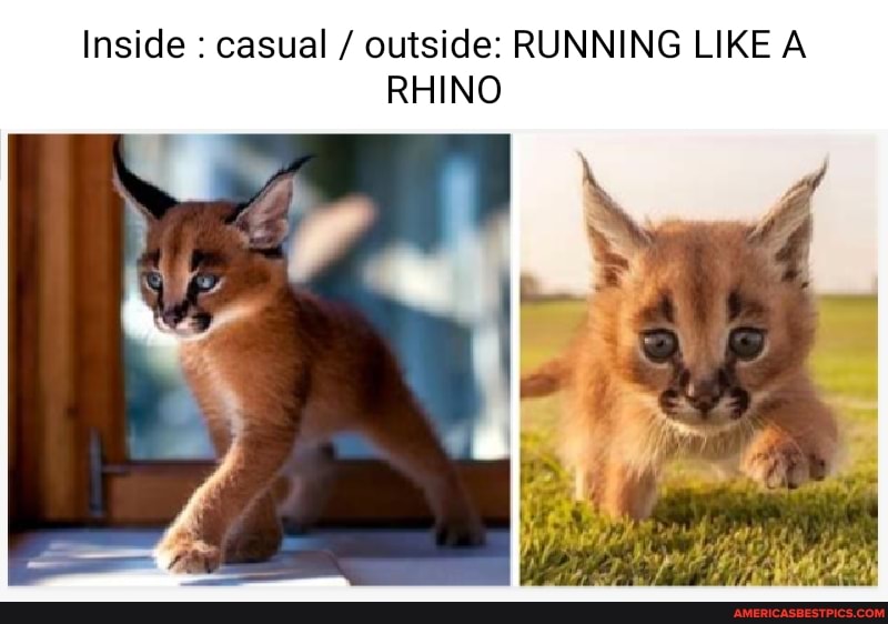 Inside : casual / outside: RUNNING LIKE A RHINO