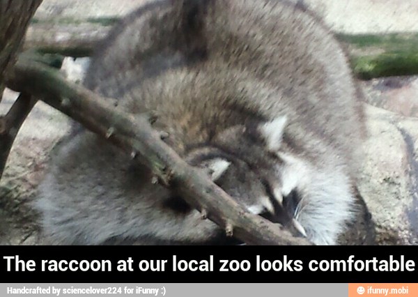 The raccoon at our local zoo looks comfortable - The raccoon at our local zoo looks comfortable