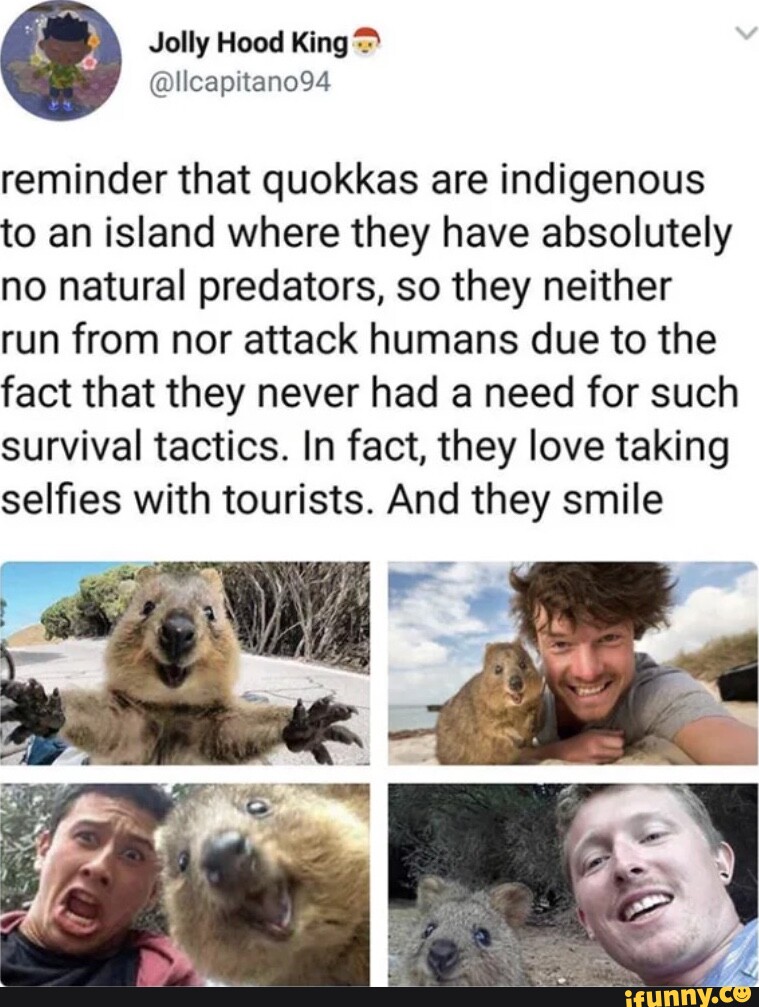 Reminder that quokkas are indigenous to an island where they have ...