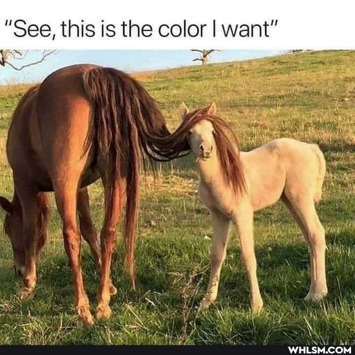 "See, this is the color I want"