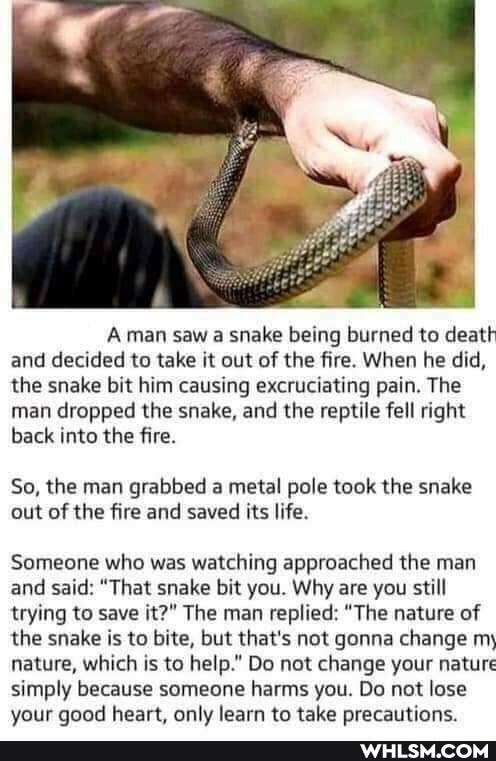 Aman saw a snake being burned to death and decided to take it out of the fire. When he did, the snake bit him causing excruciating pain. The man dropped the snake, and the reptile fell right back into the fire.
So, the man grabbed a metal pole took the snake out of the fire and saved its life.
Someone who was watching approached the man and said: "That snake bit you. Why are you still trying to save it?" The man replied: "The nature of the snake is to bite, but that's not gonna change my nature, which is to help." Do not change your nature simply because someone harms you. Do not lose vour aood heart. only learn to take precautions.