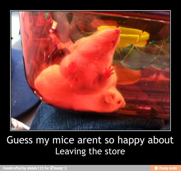 HAA iat
Guess my mice arent so happy about
Leaving the store - Guess my mice arent so happy about
Leaving the store