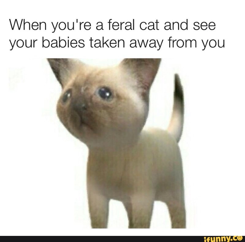 When you're a feral cat and see
your babies taken away from you