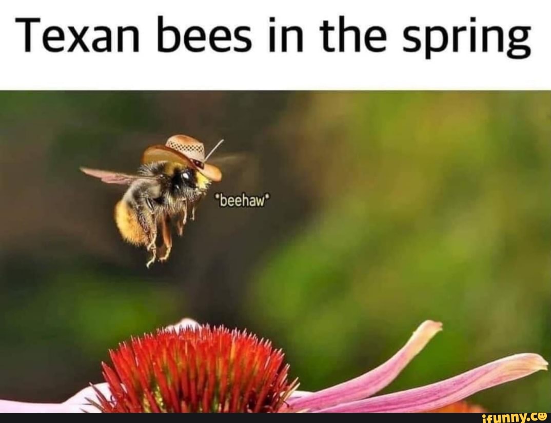 Texan bees in the spring
GE
