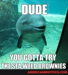 DUDE
YOU GOTTA TRY THE SEA WEED BROWNIES