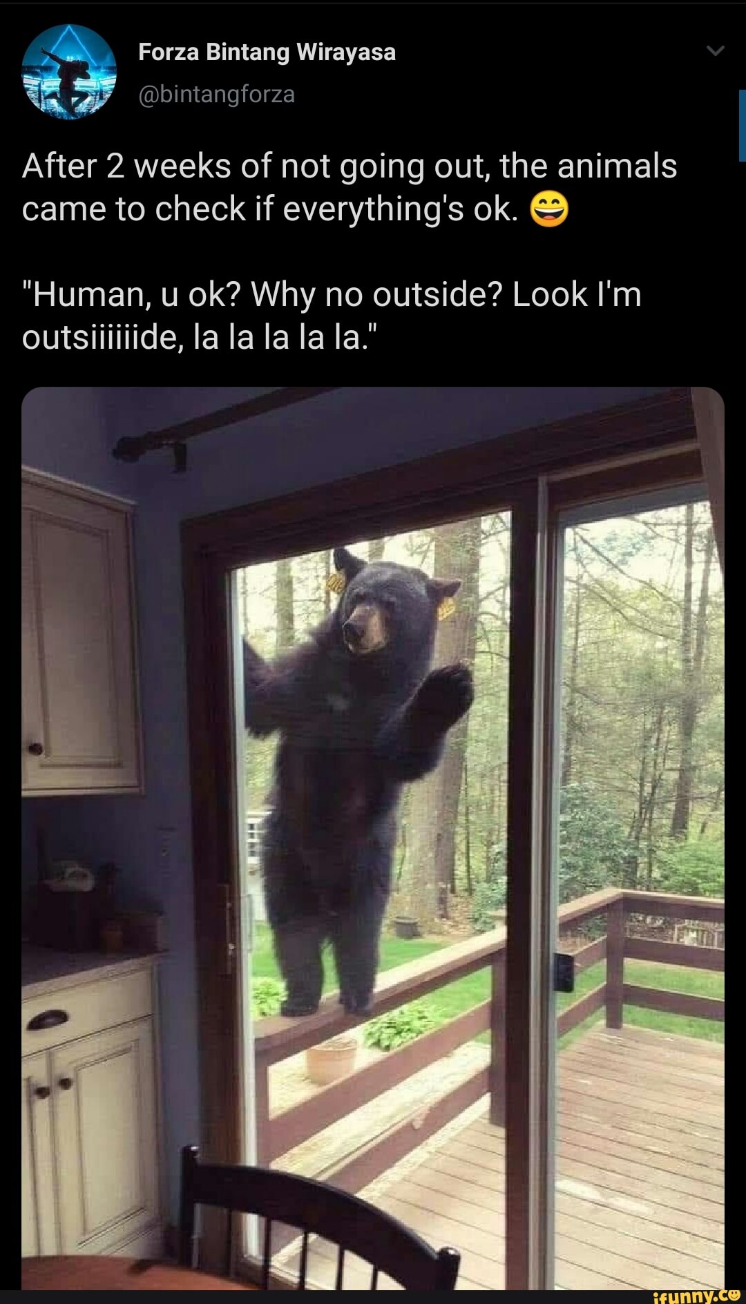After 2 weeks of not going out, the animals
came to check if everything's ok.
"Human, u ok? Why no outside? Look I'm
