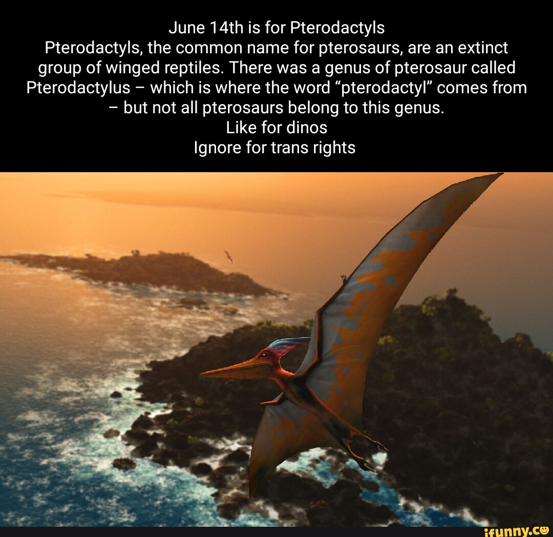 Pterosaurs memes. Best Collection of funny Pterosaurs pictures on iFunny