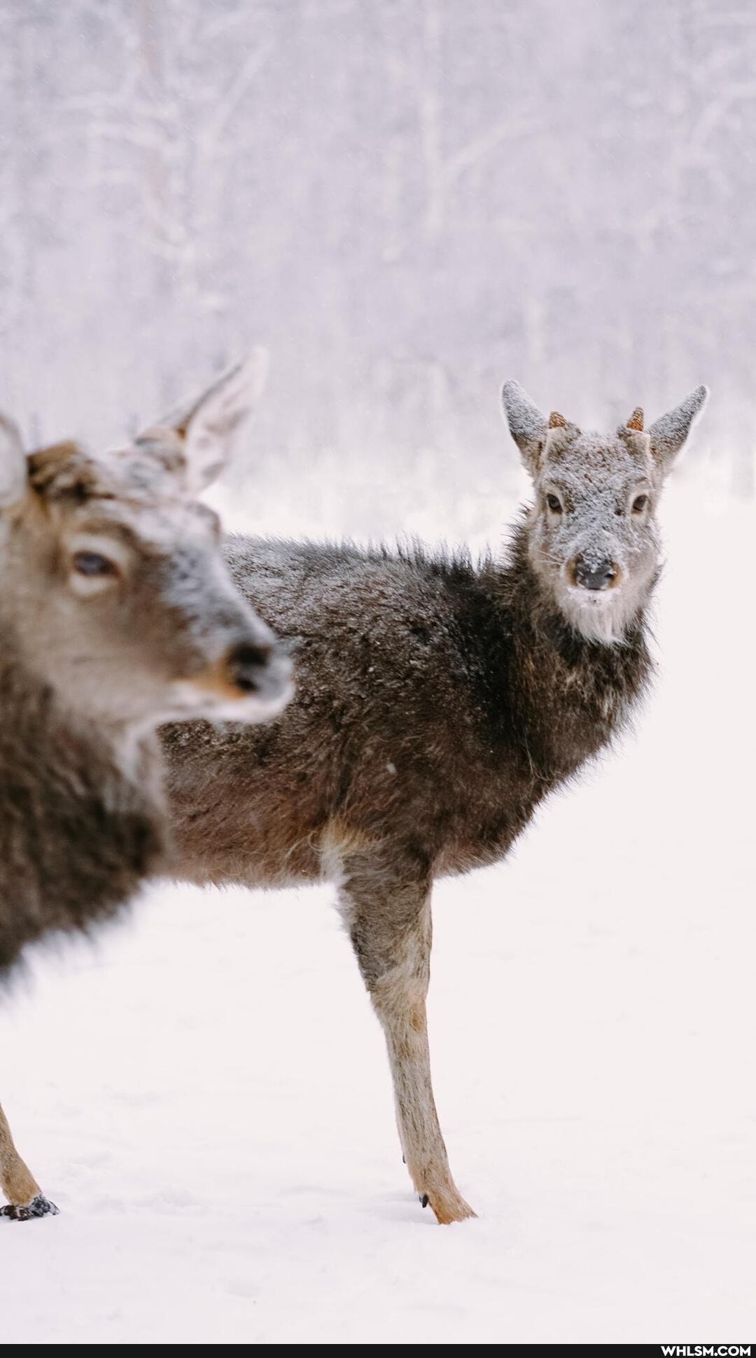 nature, russia, deer, winter