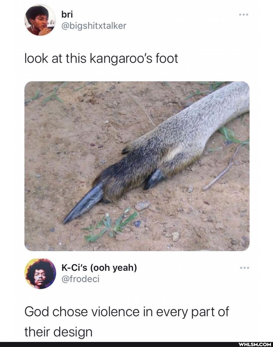 look at this kangaroo's foot
God chose violence in every part of their desian