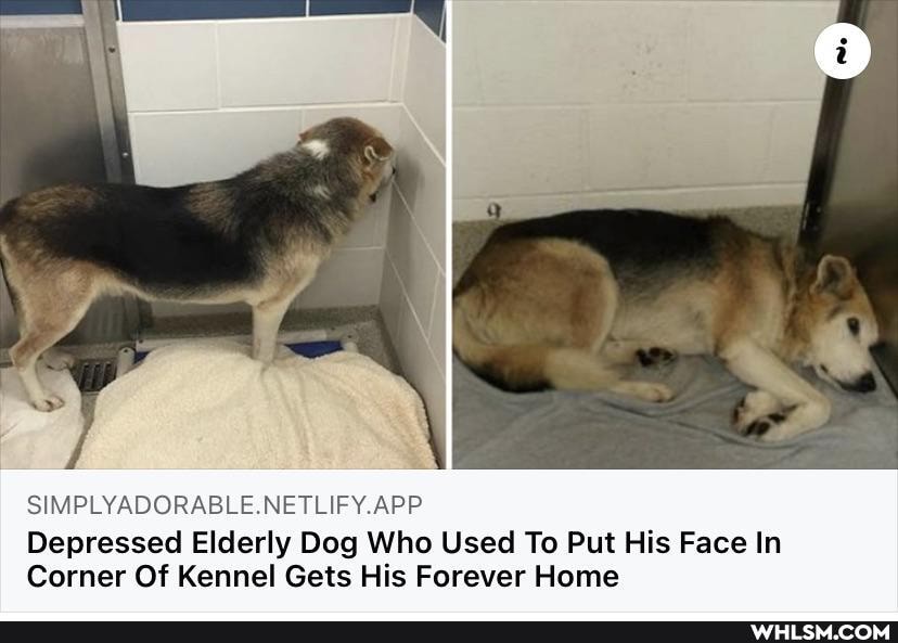 SIMPLYADORABLE.NETLIFY.APP
Depressed Elderly Dog Who Used To Put His Face In
Corner Of Kennel Gets His Forever Home