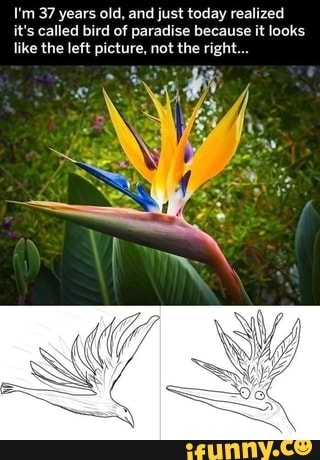 I'm 37 years old, and just today realized
its called bird of paradise because it looks
like the left picture, not the right...