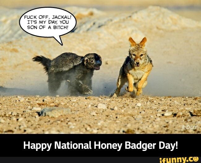 Happy National Honey Badger Day Ifunny