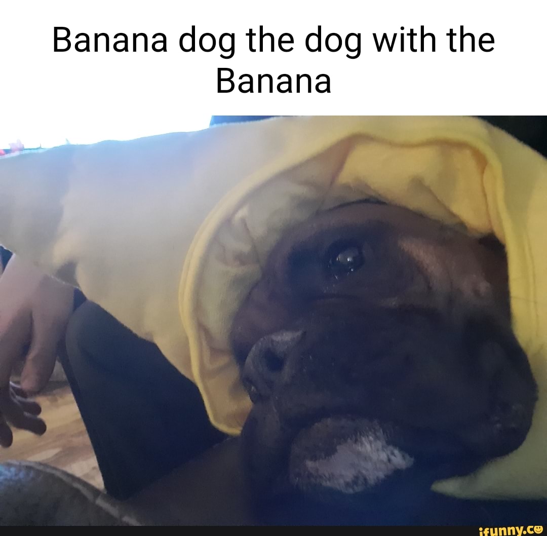 Banana dog the dog with the Banana iFunny