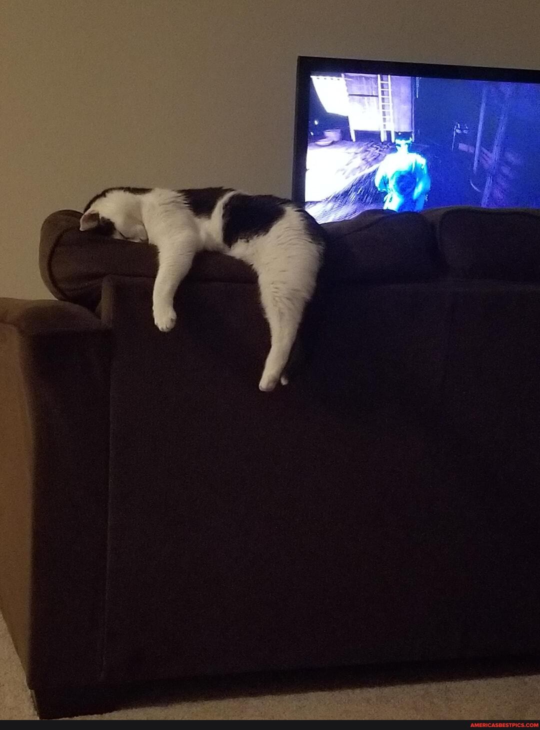 jazz, prefers, toilet, water, fresh, bowl, di
