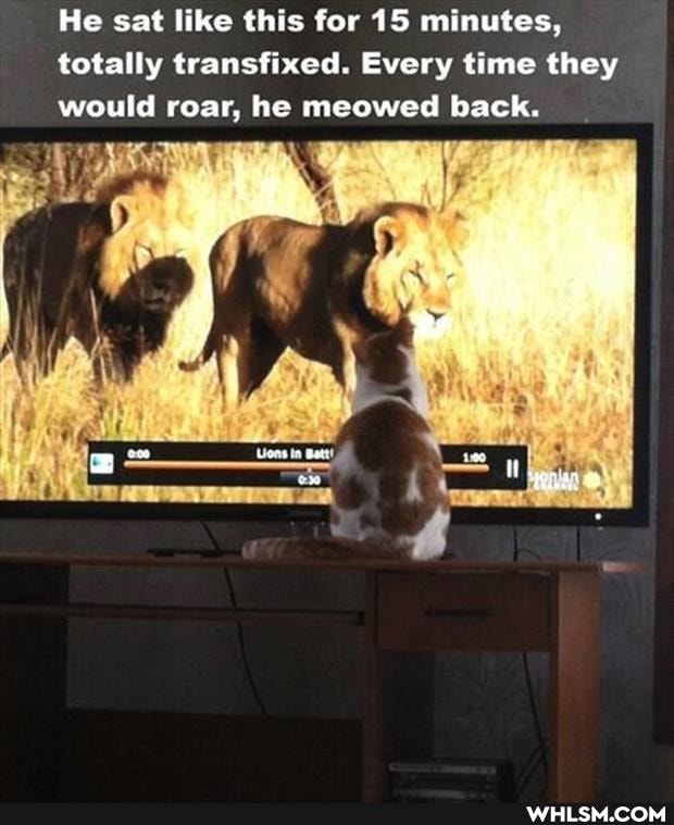 He sat like this for 15 minutes, totally transfixed. Every time they would roar, he meowed back.