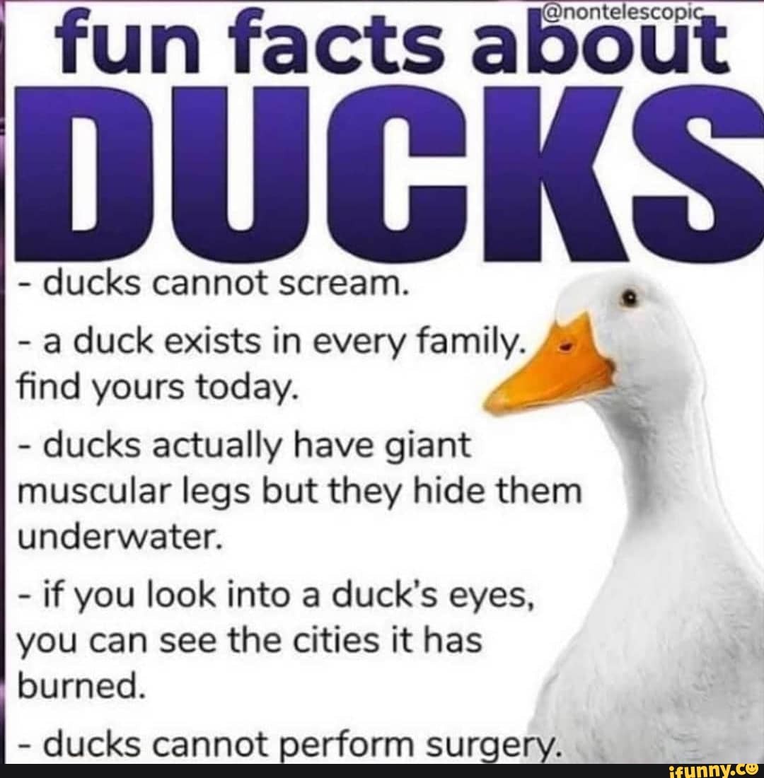 Fun facts a - ducks cannot scream. - a duck exists in every find yours