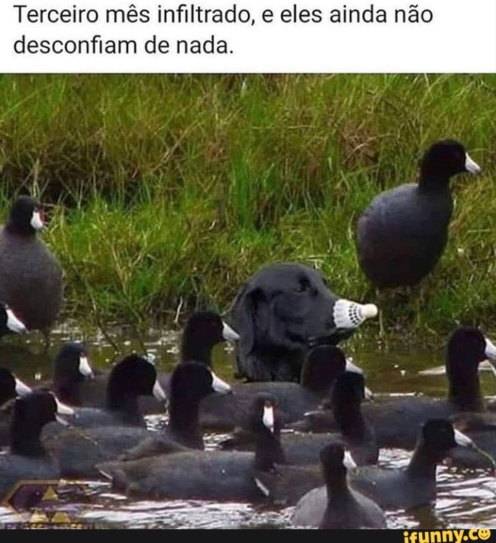 Terceiro mês infiltrado, e eles ainda não
desconfiam de nada.