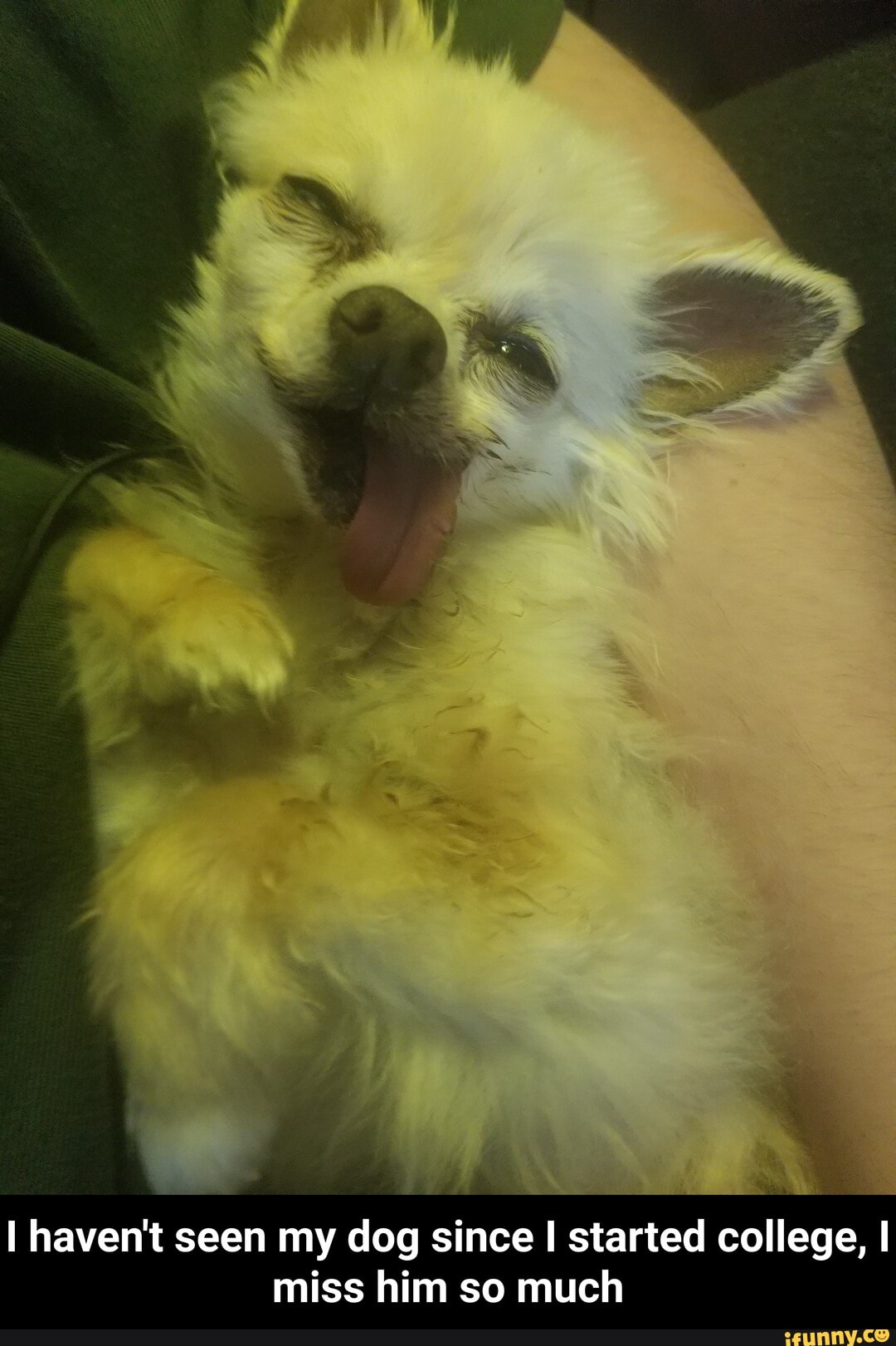 I haven't seen my dog since I started college, I miss him so much - I haven't seen my dog since I started college, I miss him so much