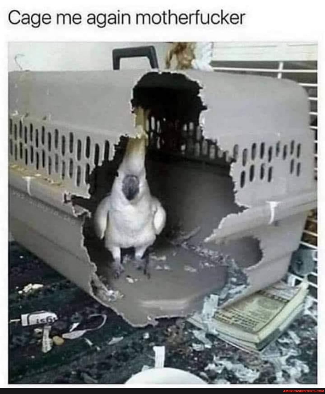 Cage me again motherfucker