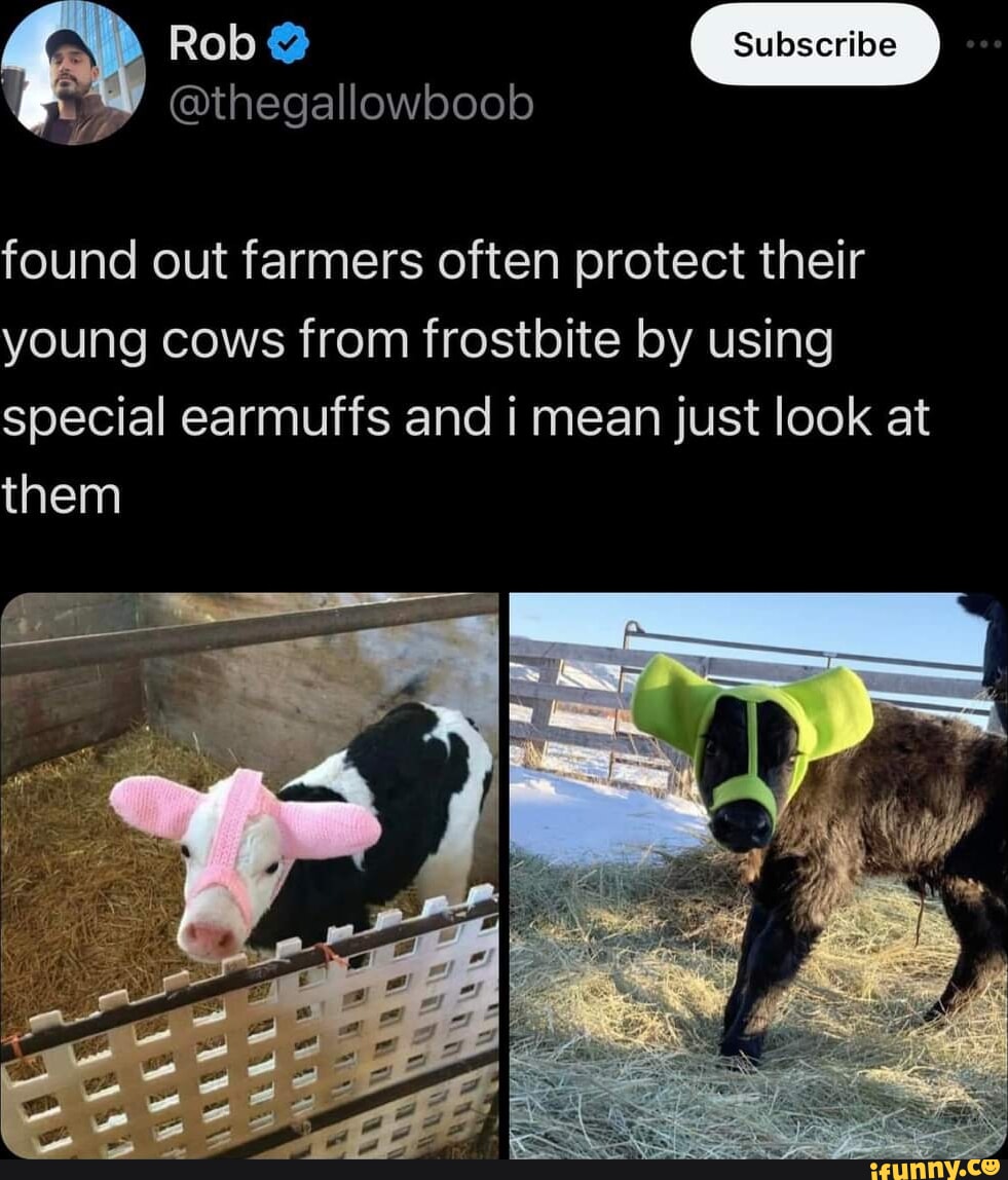 Earmuffs memes. Best Collection of funny Earmuffs pictures on iFunny