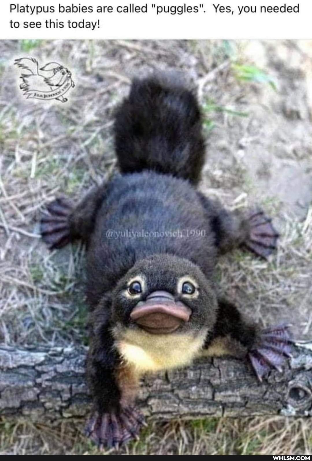 Platypus babies are called "puggles". Yes, you needed to see this today!
hid