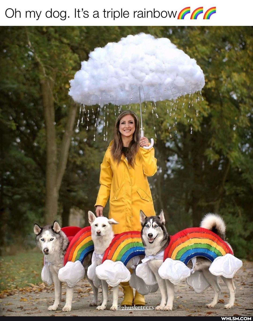 bow
Oh my dog. It's a triple rain