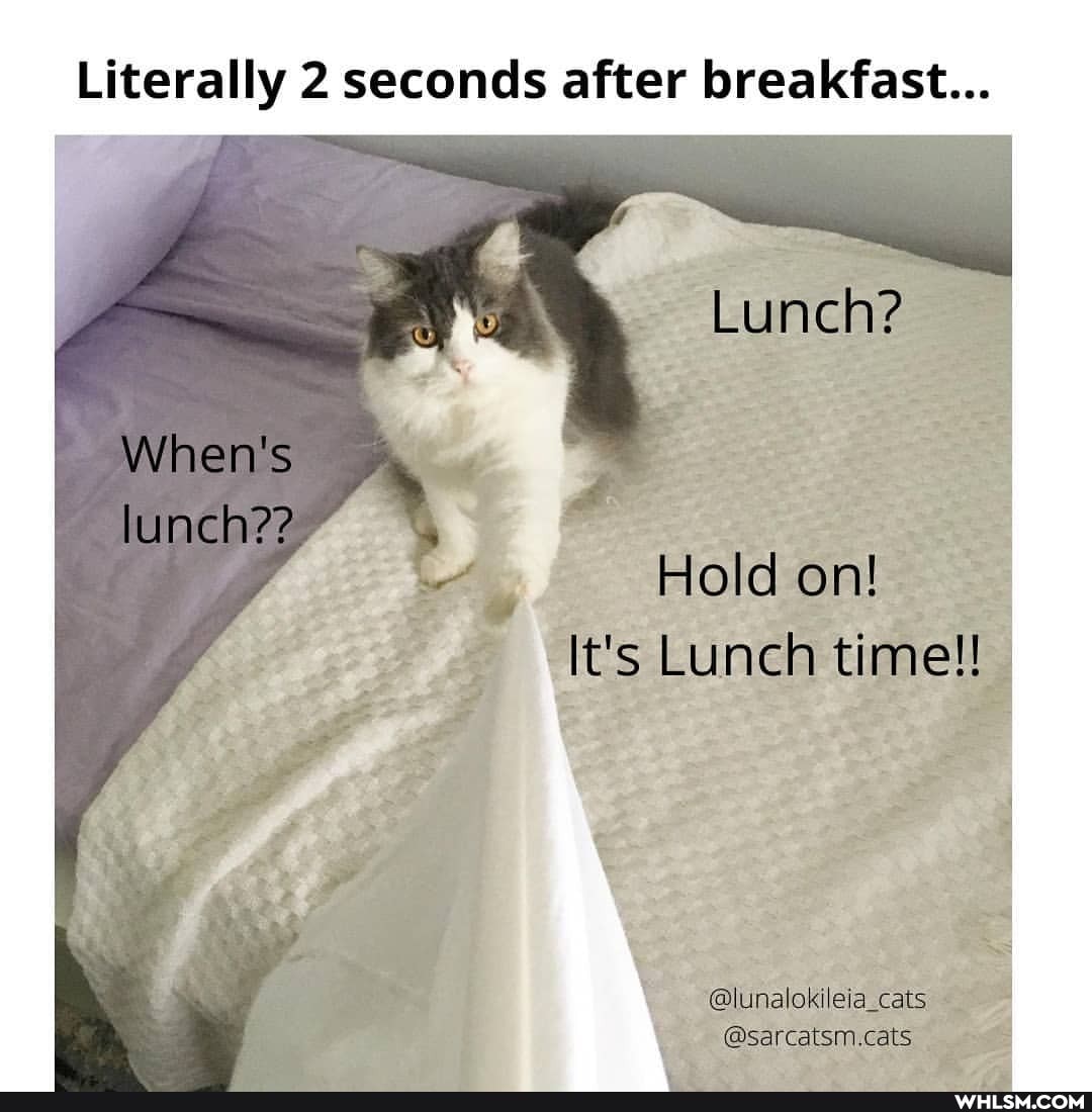 Literally 2 seconds after breakfast...
Lunch?
When's lunch??
Hold on!
Luneh time!
@lunalokileia_cats
@sarcatsm.cats