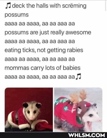 deck the halls with scrming possums
aaaa aa aaaa, aa aa aaa aa possums are just really awesome aaaa aa aaaa, aa aa aaa aa eating ticks, not getting rabies aaaa aa aaaa, aa aa aaa aa mommas carry lots of babies aaaa aa aaaa, aa aa aaa aa