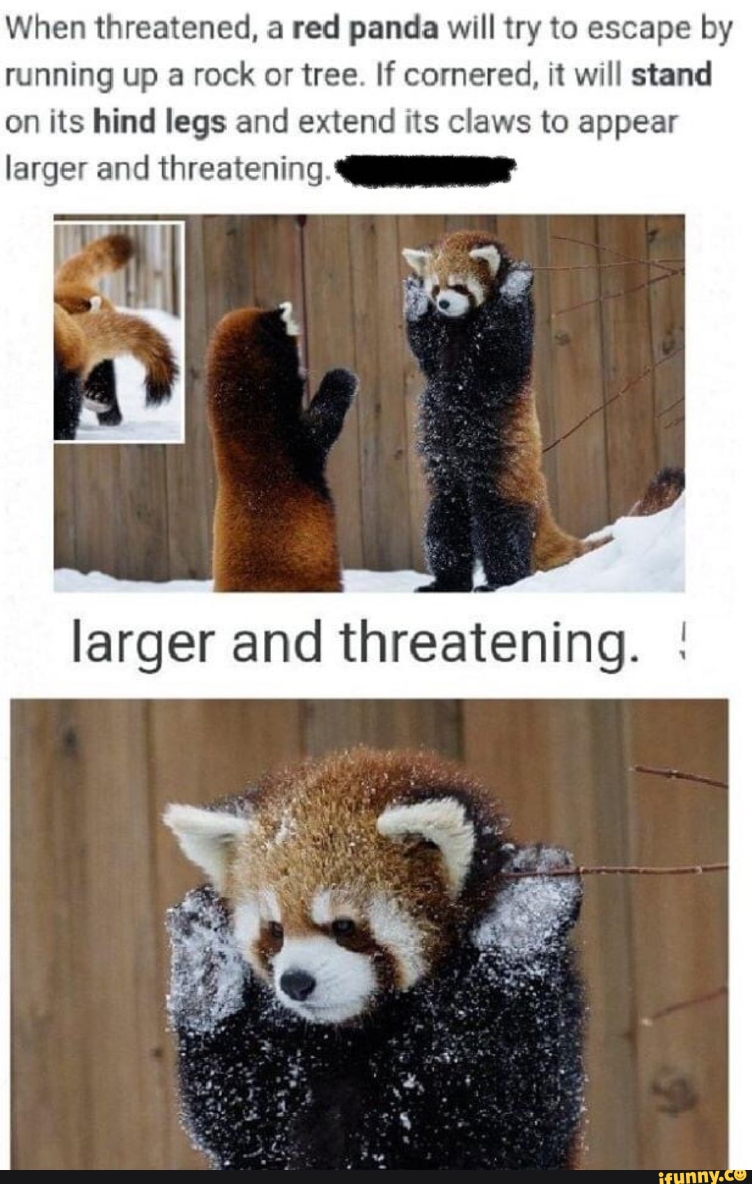 When threatened, a red panda will try to escape by running up a rock or
