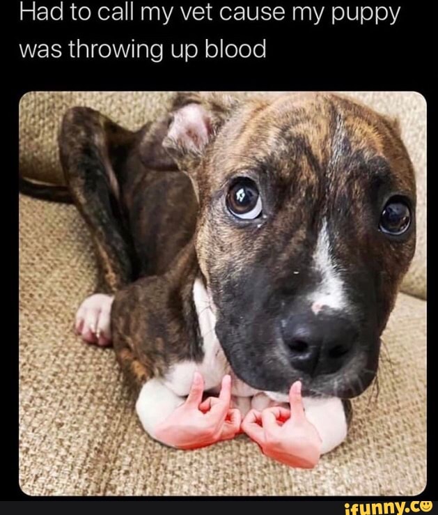 Had To Call My Vet Cause My Puppy Was Throwing Up Blood Ifunny,Best Cordless Drill Malaysia