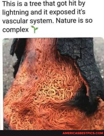 This is a tree that got hit by lightning and it exposed it's vascular system. Nature is so complex