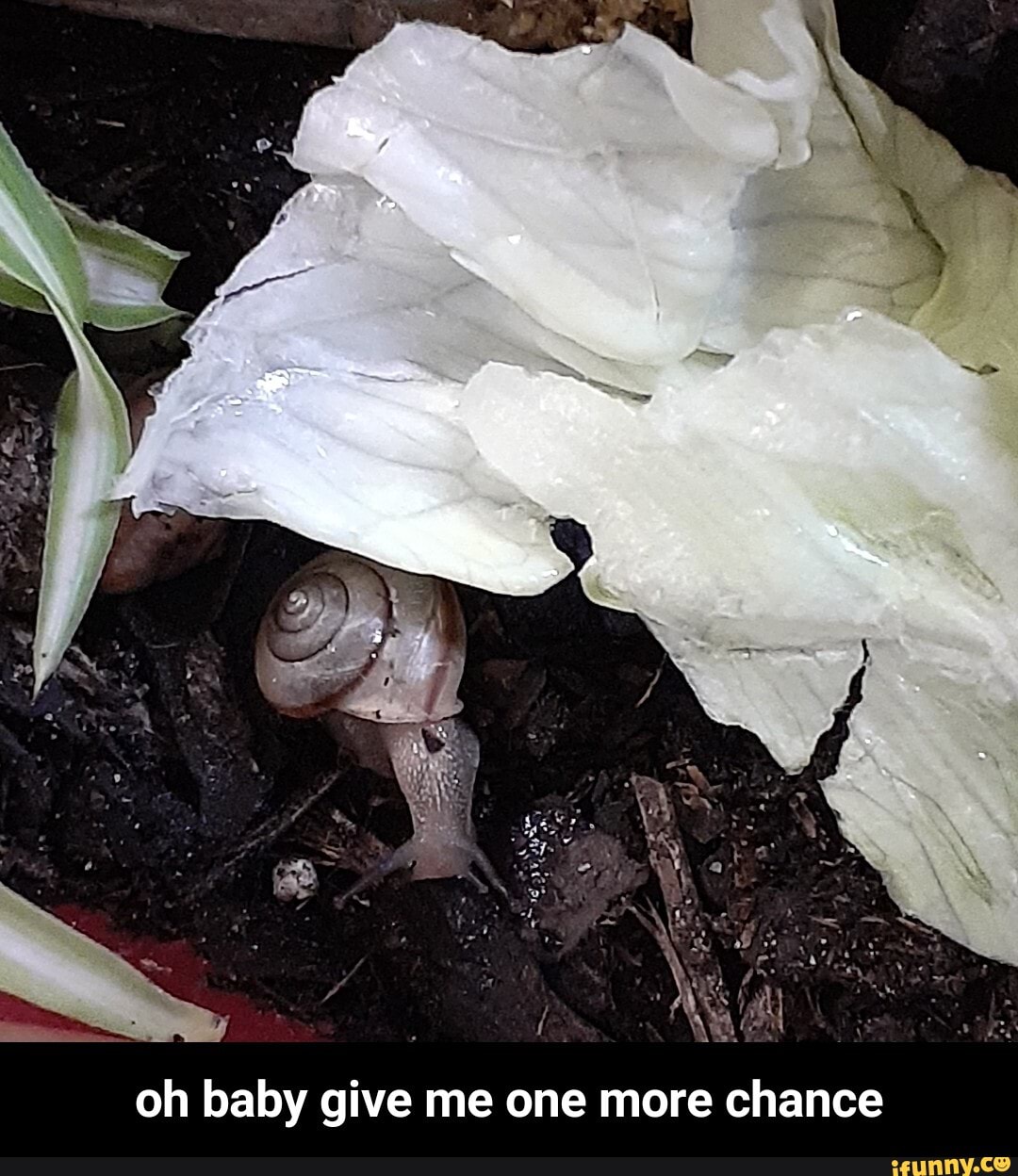 Oh Baby Give Me One More Chance Snail