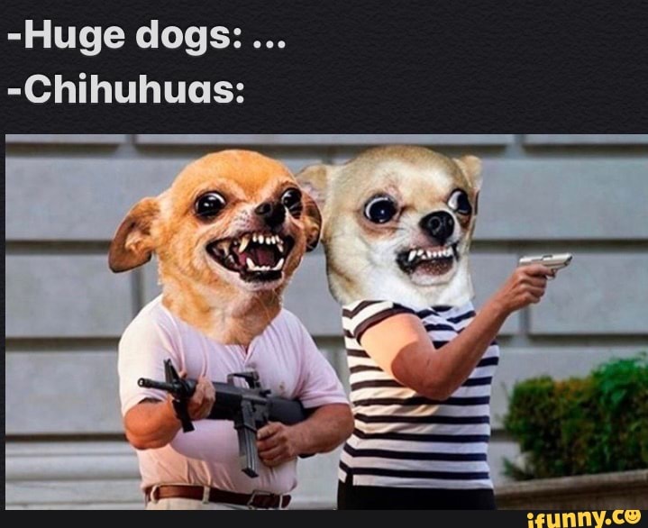 -Huge dogs:
-Chihuhuas: