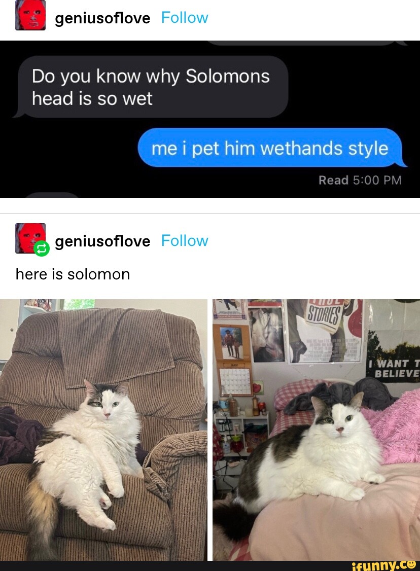 Geniusoflove Fc Do you know why Solomons head is so wet me i pet him