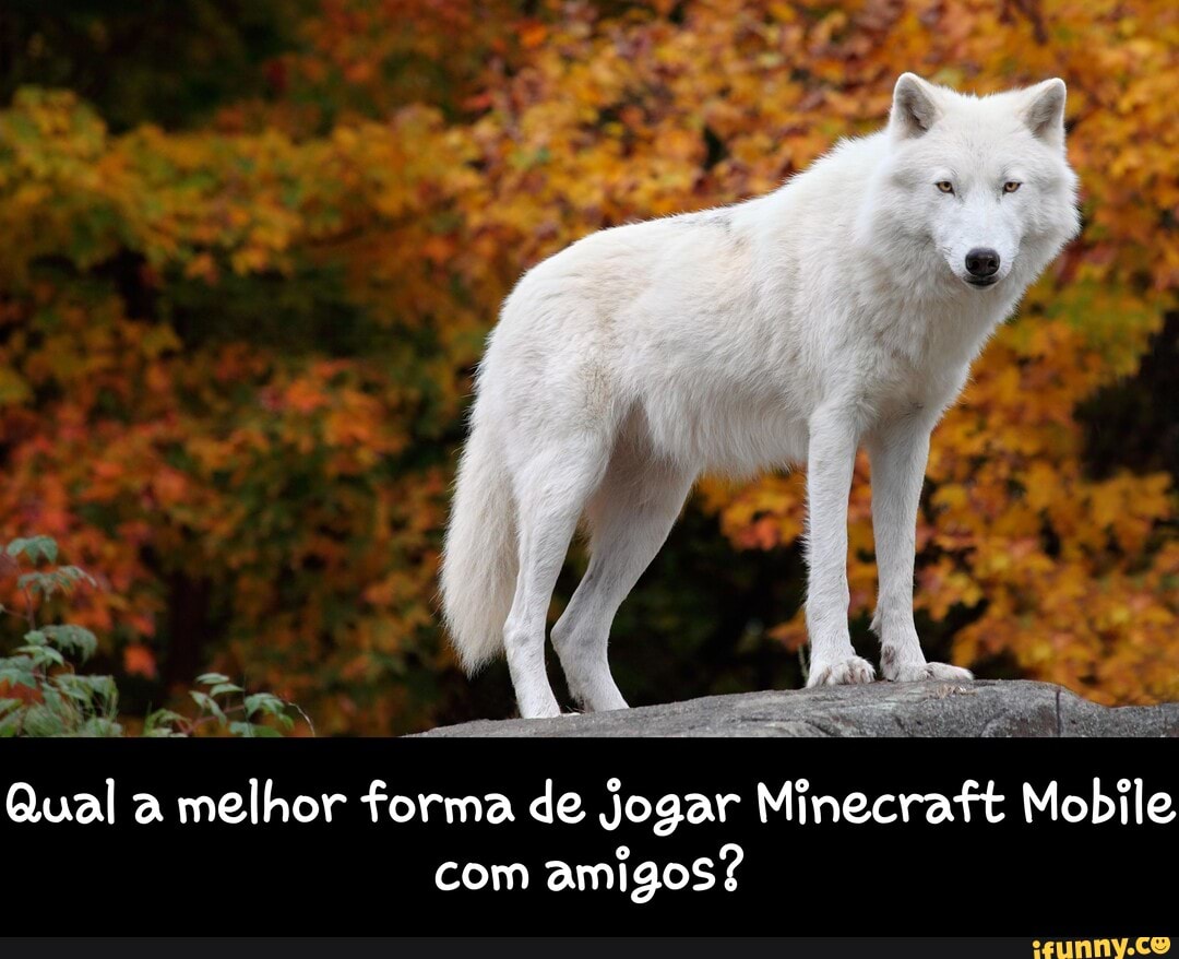 SR
Qual a melhor forma de jogar Minecraft Mobile com amigos? - Qual a melhor forma de jogar Minecraft Mobile com amigos?