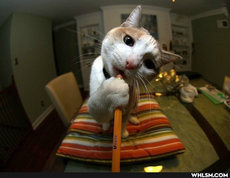 cats, photography, high_definition