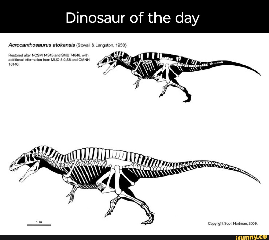 Dinosaur of the day Acrocanthosaurus atokensis (Stovall & Langston ...