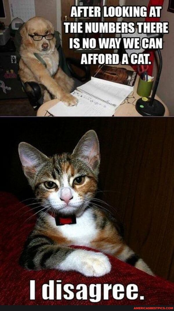 AFTER LOOKING AT THE NUMBERS THERE IS NO WAY WE GAN AFFORO A CAT.
disagree.