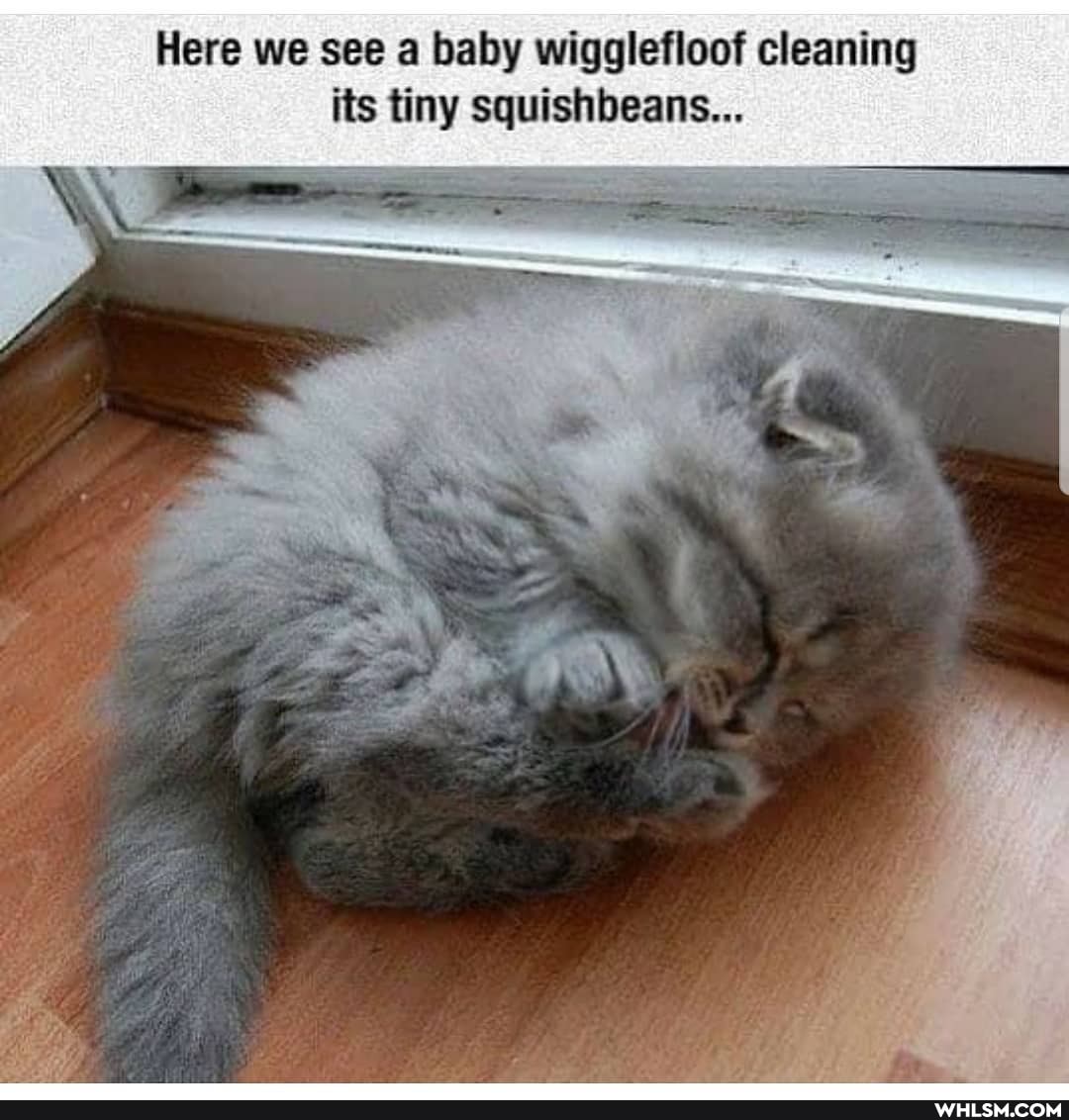 Here we see a baby wigglefloof cleaning its tiny squishbeans...